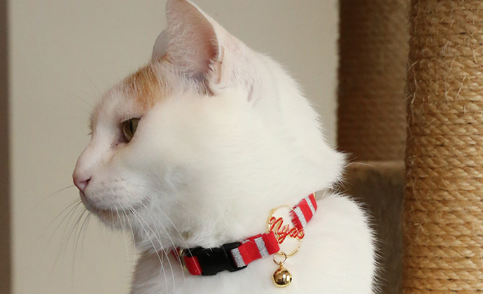 Amoworks  項圈  Nyao