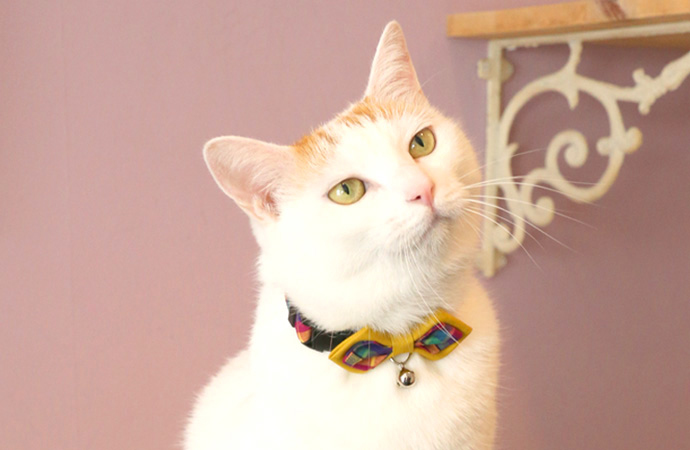 Amoworks  項圈  格紋蝴蝶尖領