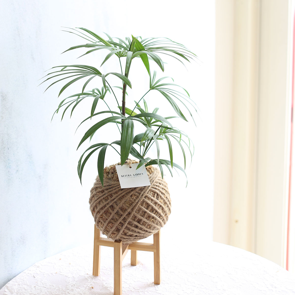 PD26｜觀音棕竹大苔球