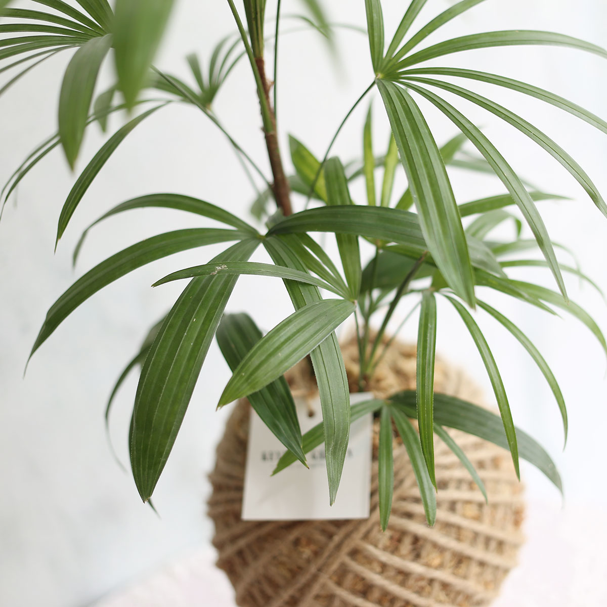 PD26｜觀音棕竹大苔球