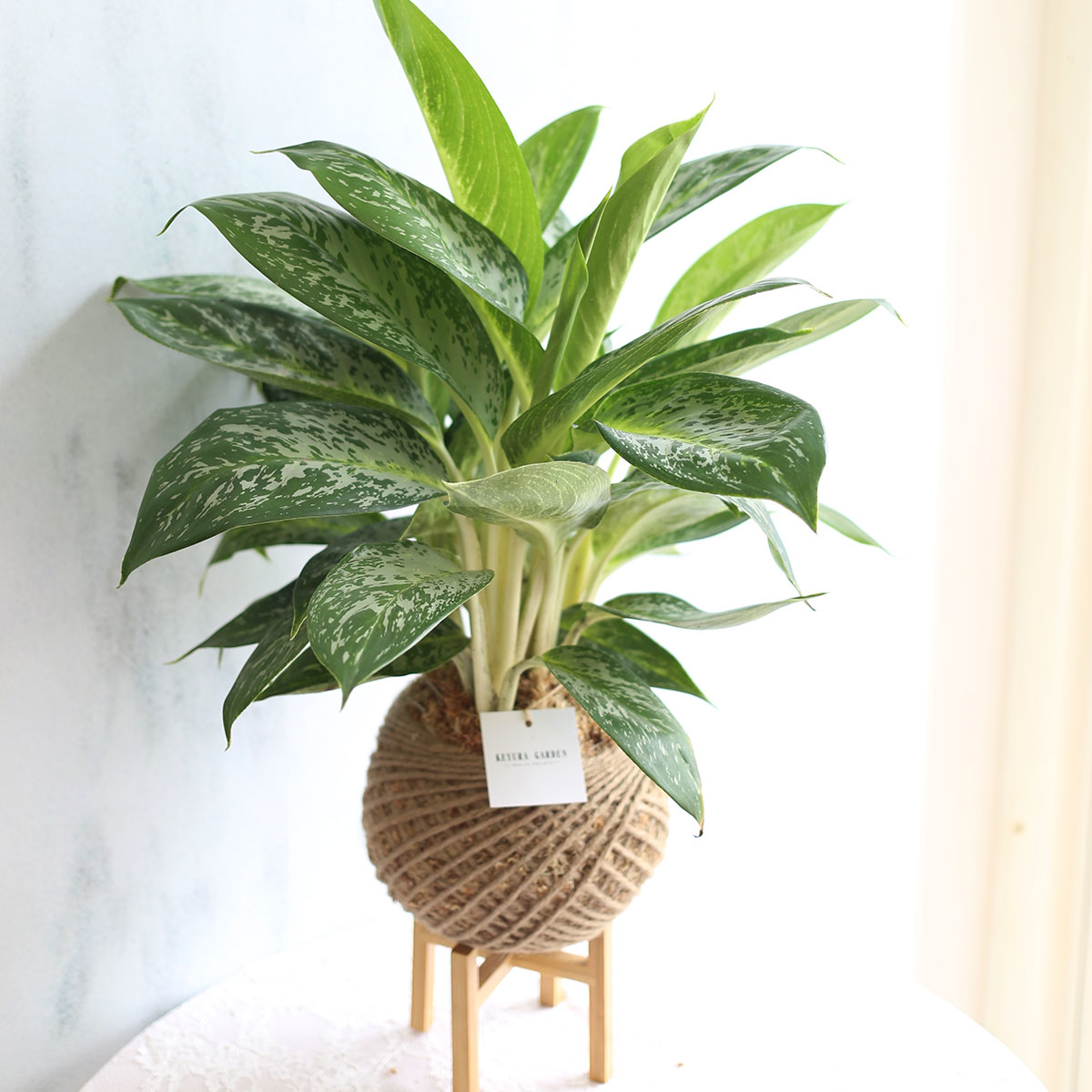 PD27｜白雪粗肋草大苔球