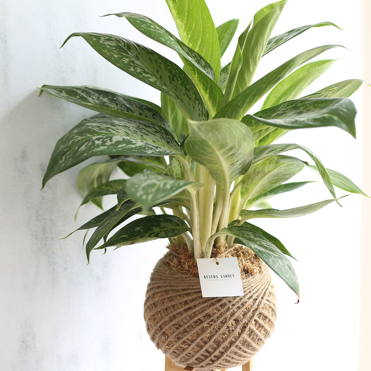 PD27｜白雪粗肋草大苔球