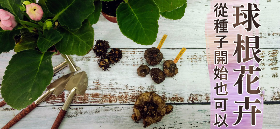 球根花卉從種子開始也可以→大岩桐×陸蓮花×球根海棠