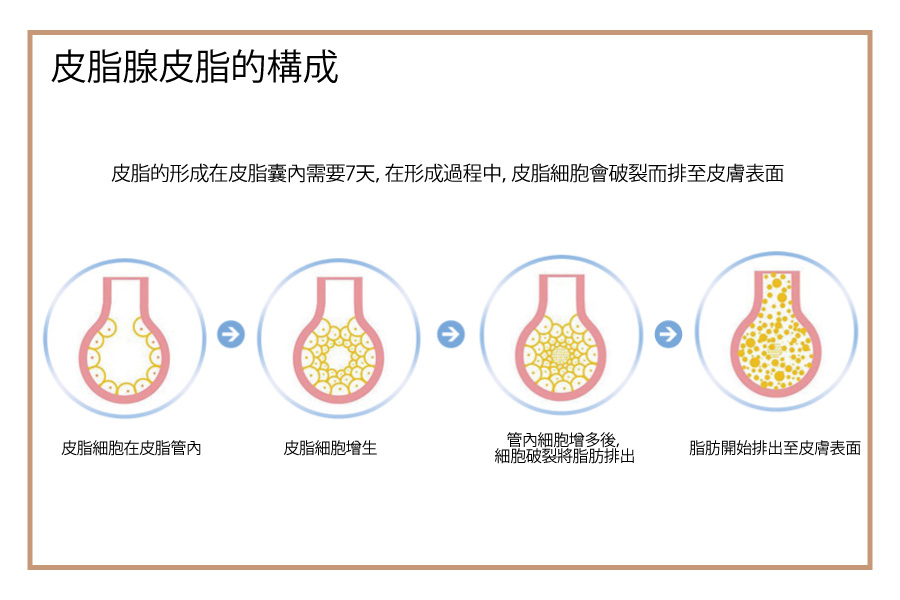 皮脂腺皮脂的構成
