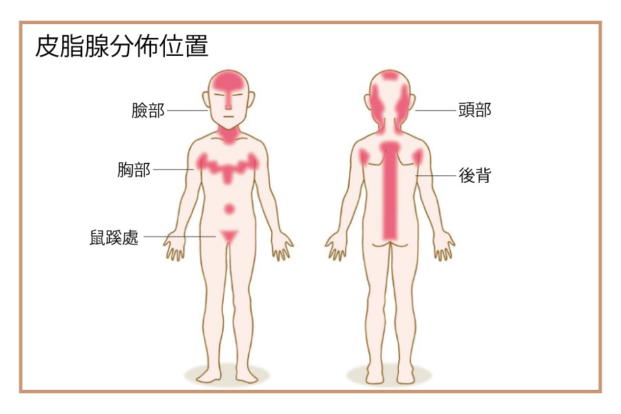 皮脂腺分佈位置