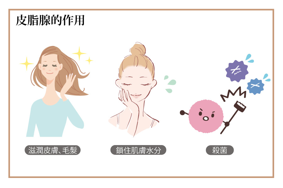 皮脂腺的作用