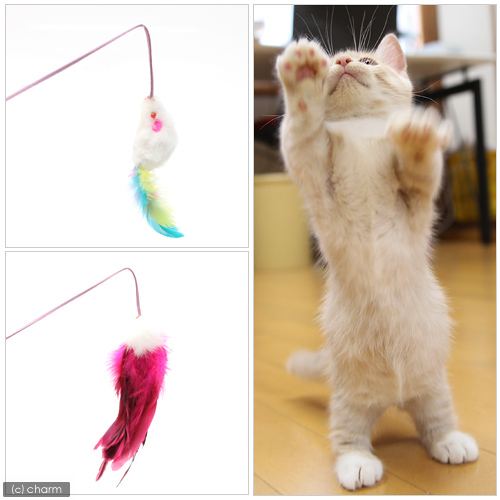 Catty Man 探戈貓棒