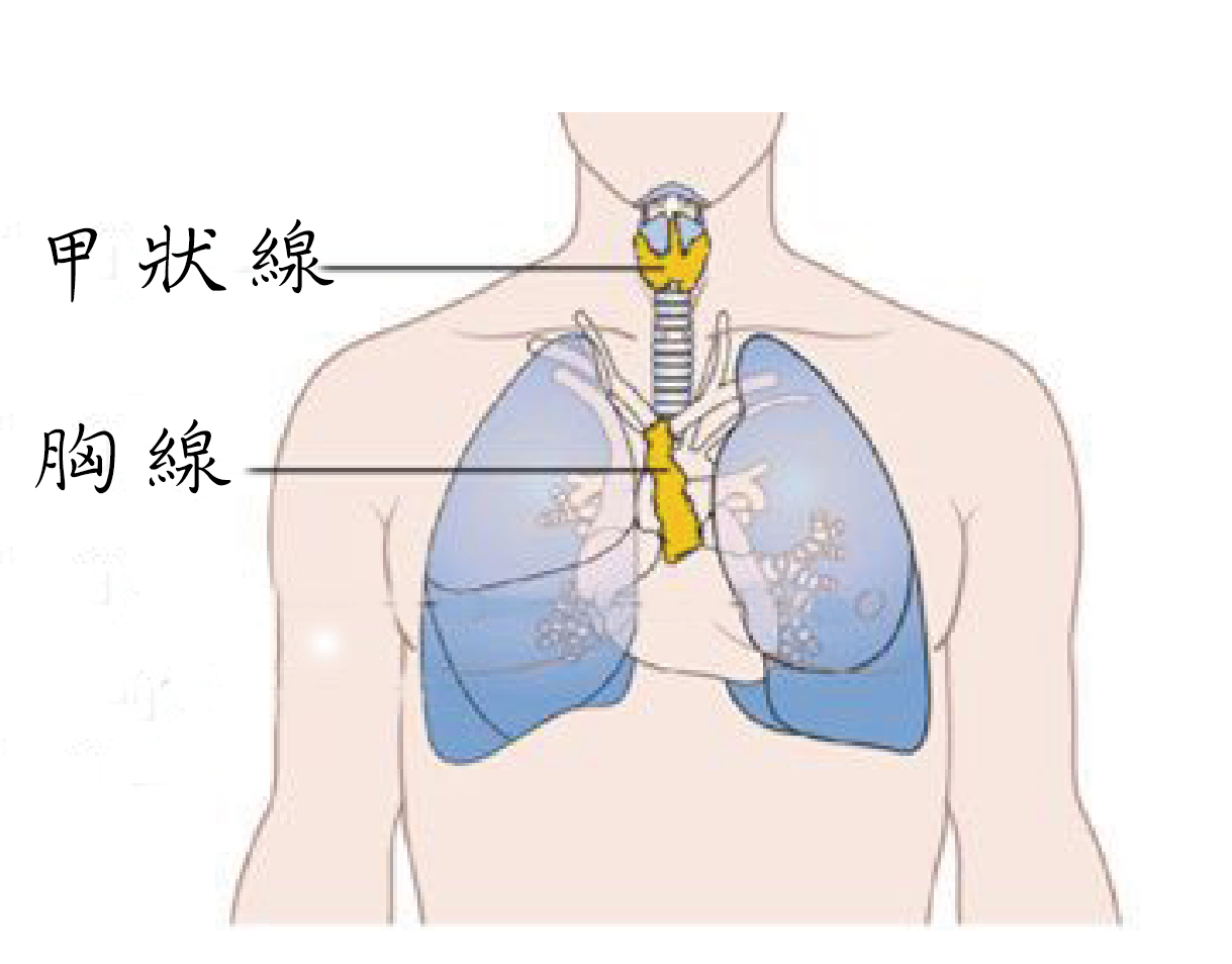 胸腺-男性解剖人体器官-x 射线视图图片免费下载-5036790594-千图网Pro
