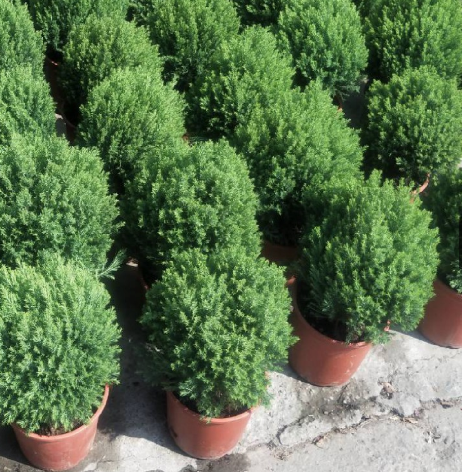 翠雪柏觀葉盆栽 松柏盆栽