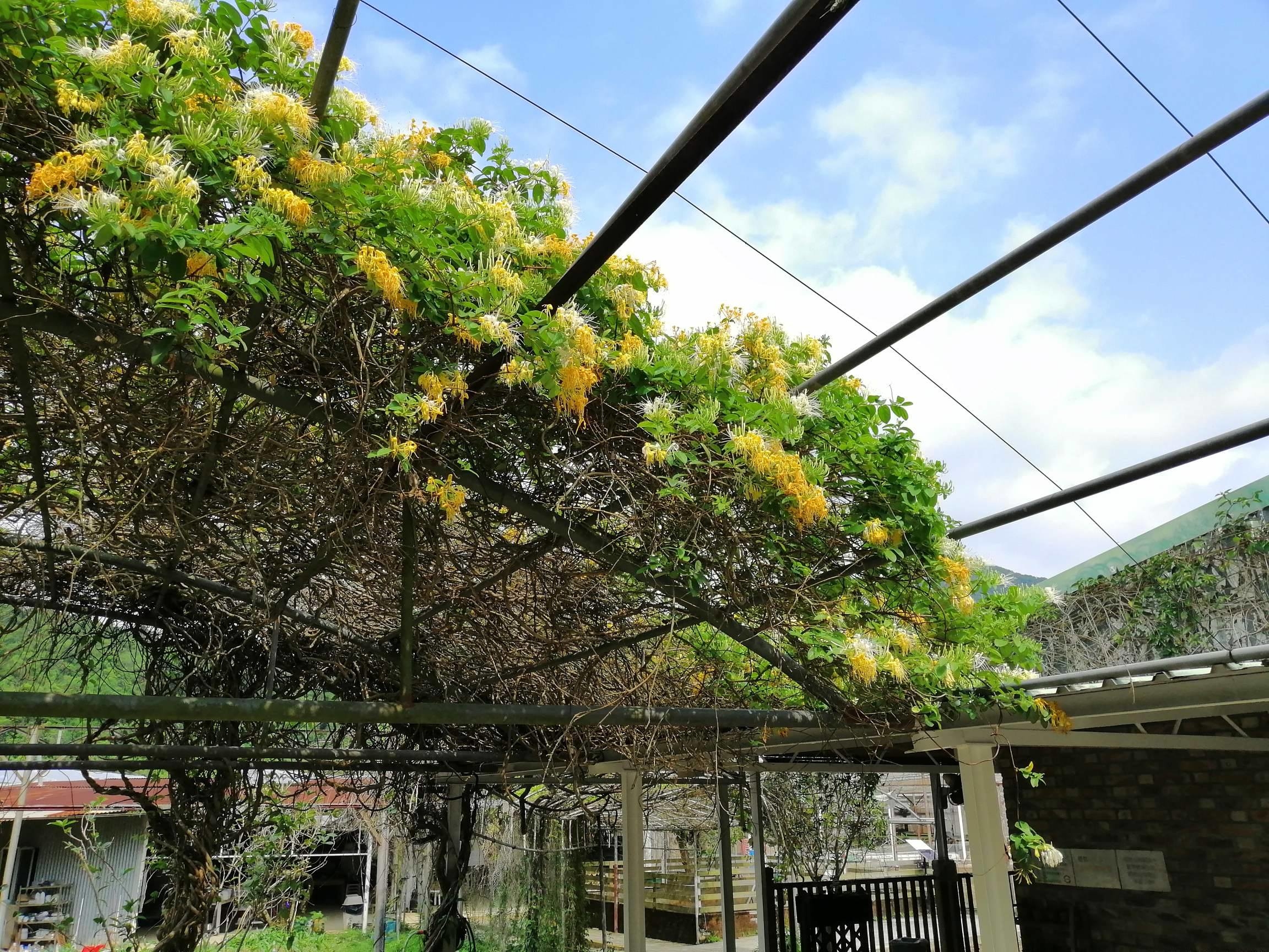 Blooming Japanese Honeysuckle 盛開的金銀花