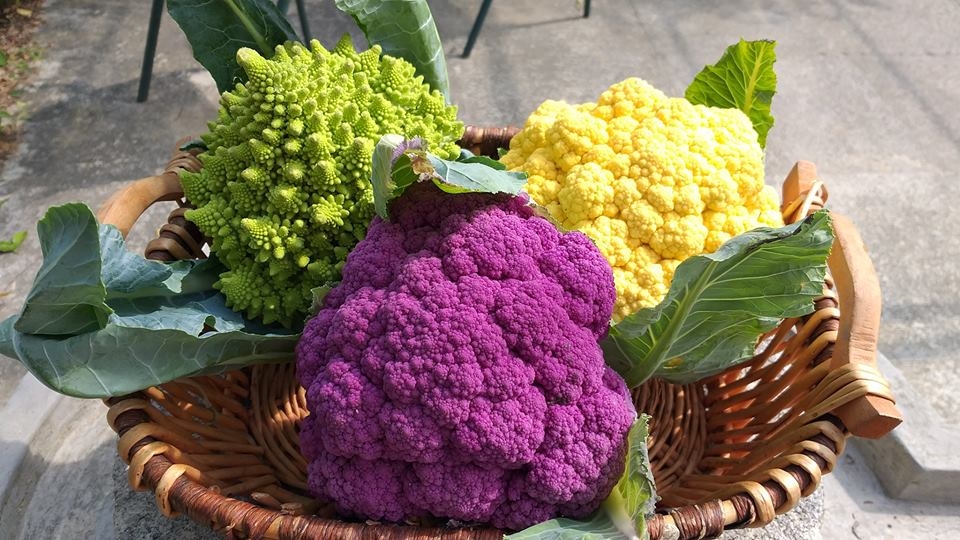 The Colourful Cauliflowers 三種顏色的椰菜花