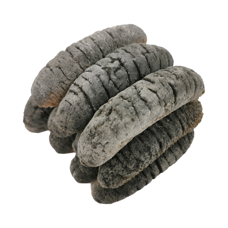 【10/20支】澳洲禿參