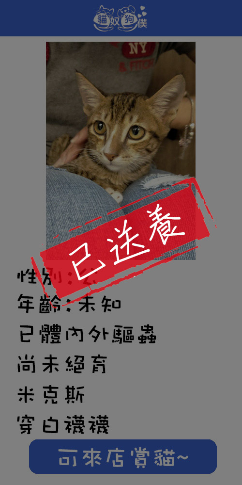 貓咪領養
