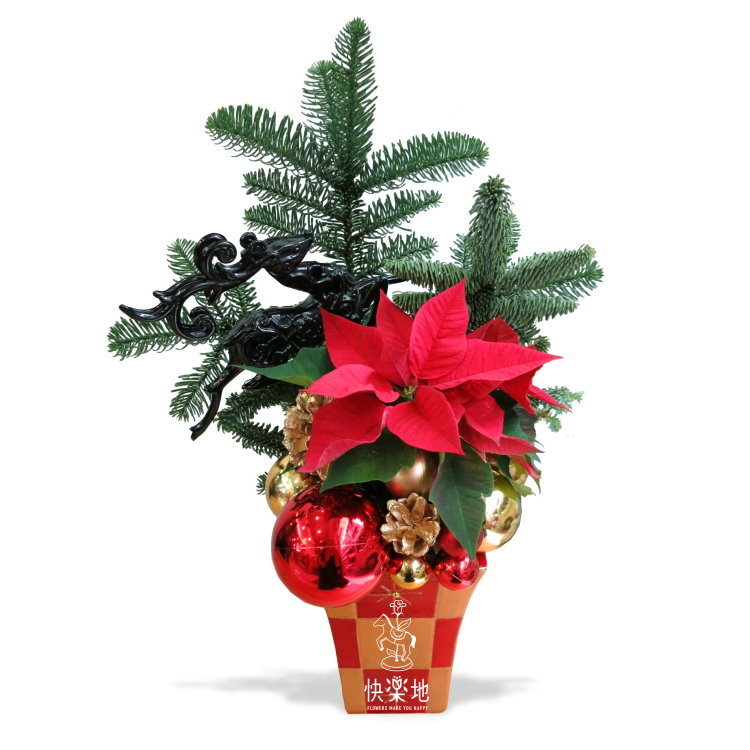 聖誕紅花  XM191201