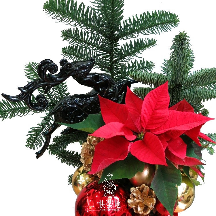聖誕紅花  XM191201