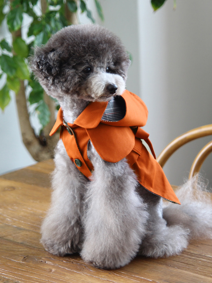 ♣️ Toto & Roy ♣️ 連帽橘紅Trench Coat風衣