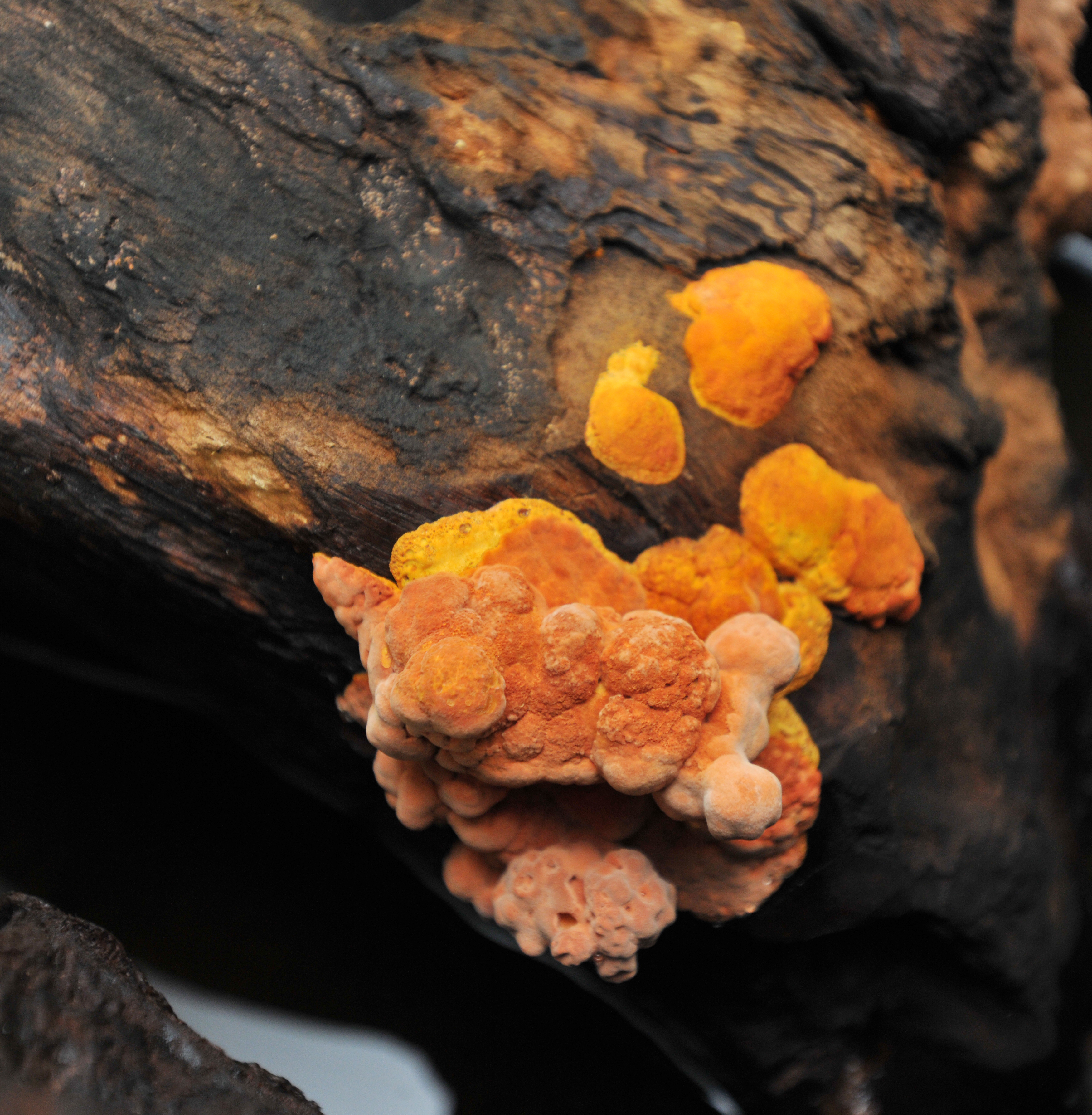 最好的成分，最長久的願心，牛樟芝精華