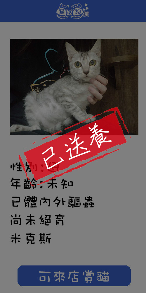 貓咪領養