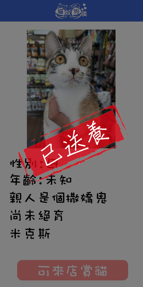 貓咪領養