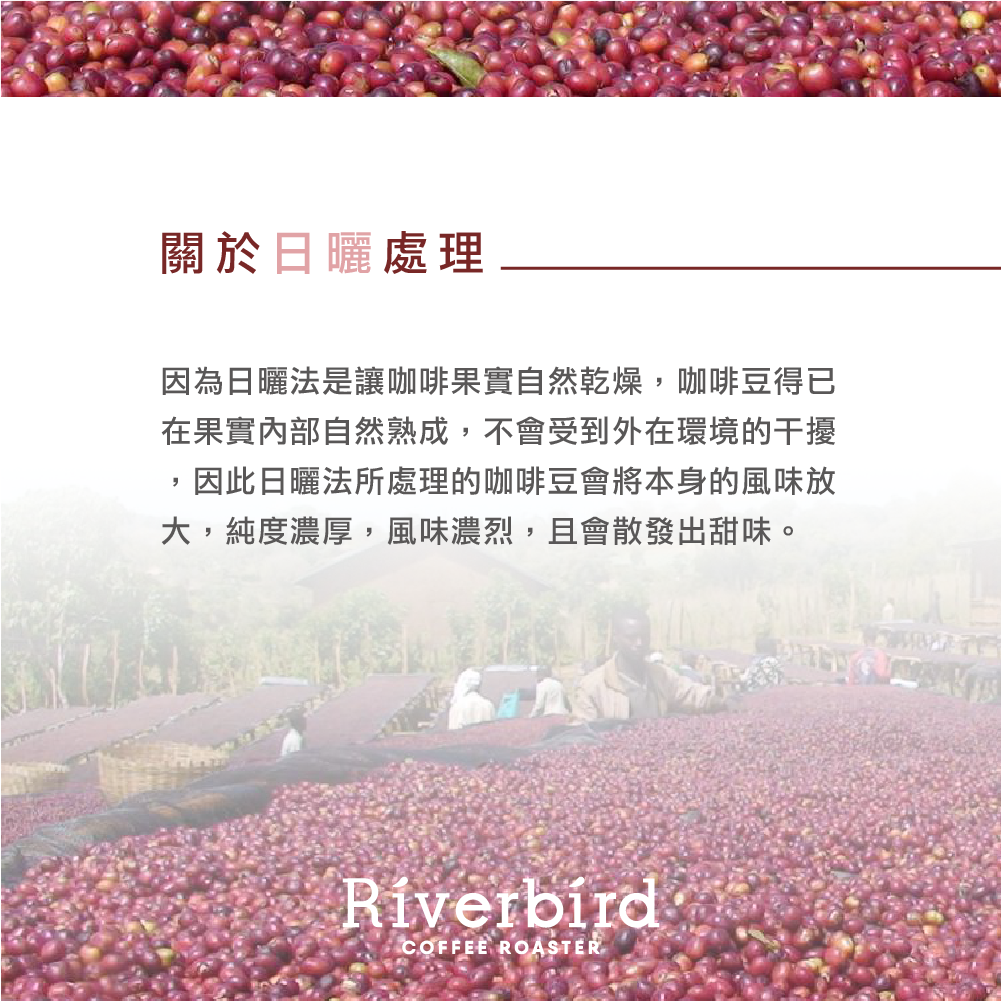 【一期一會】《10入掛耳》巴西 巴烏莊園 日曬 中焙