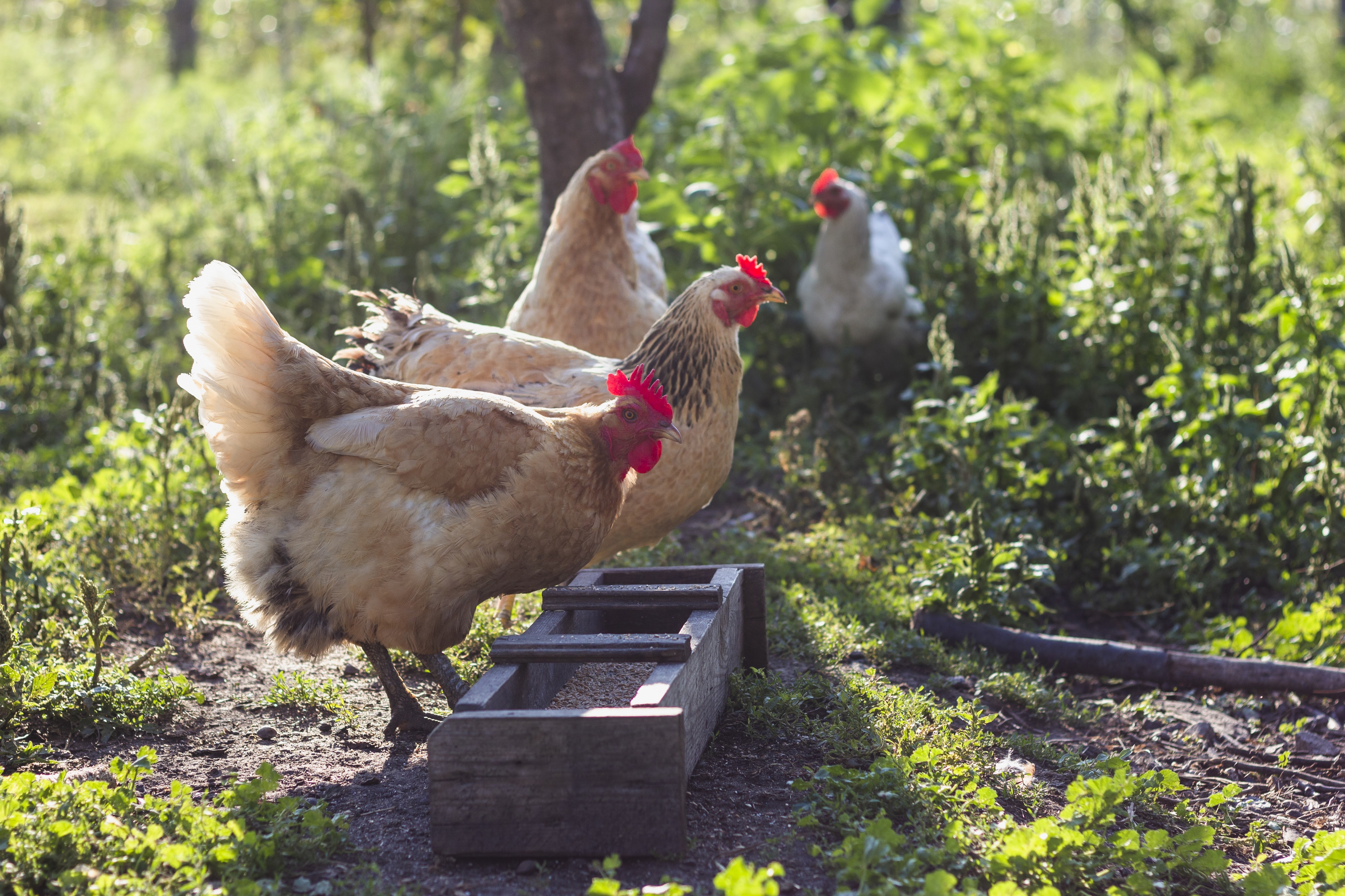雞冠萃取物(含透明質酸鈉)