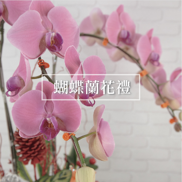 蝴蝶蘭盆栽