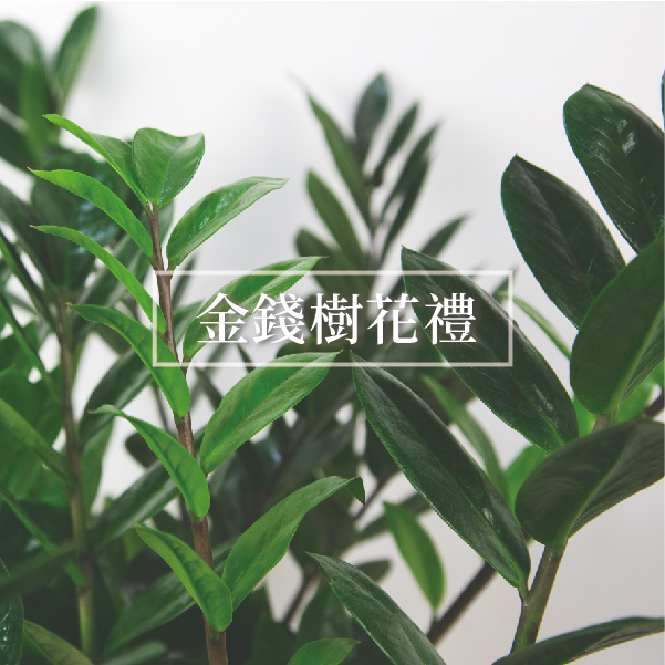 金錢樹盆栽