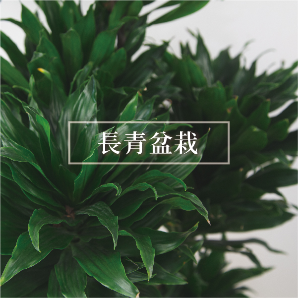 長青盆栽
