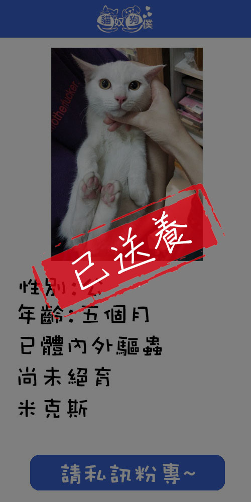 貓咪領養 0985756400