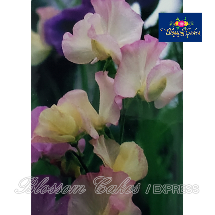 Sweet Pea Petal & Leaf Cutters, Set of 5