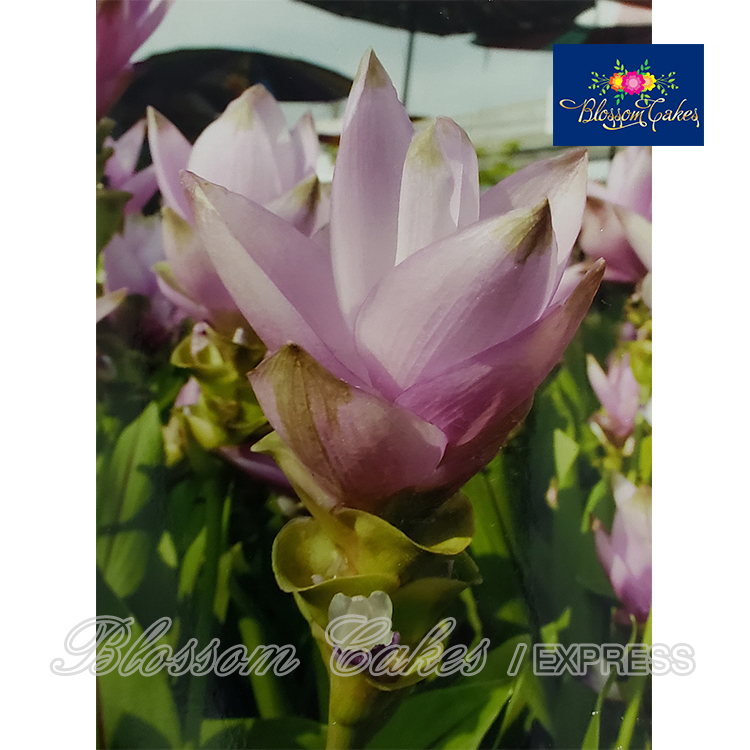 Curcuma Petal & Leaf Cutters, Set of 6