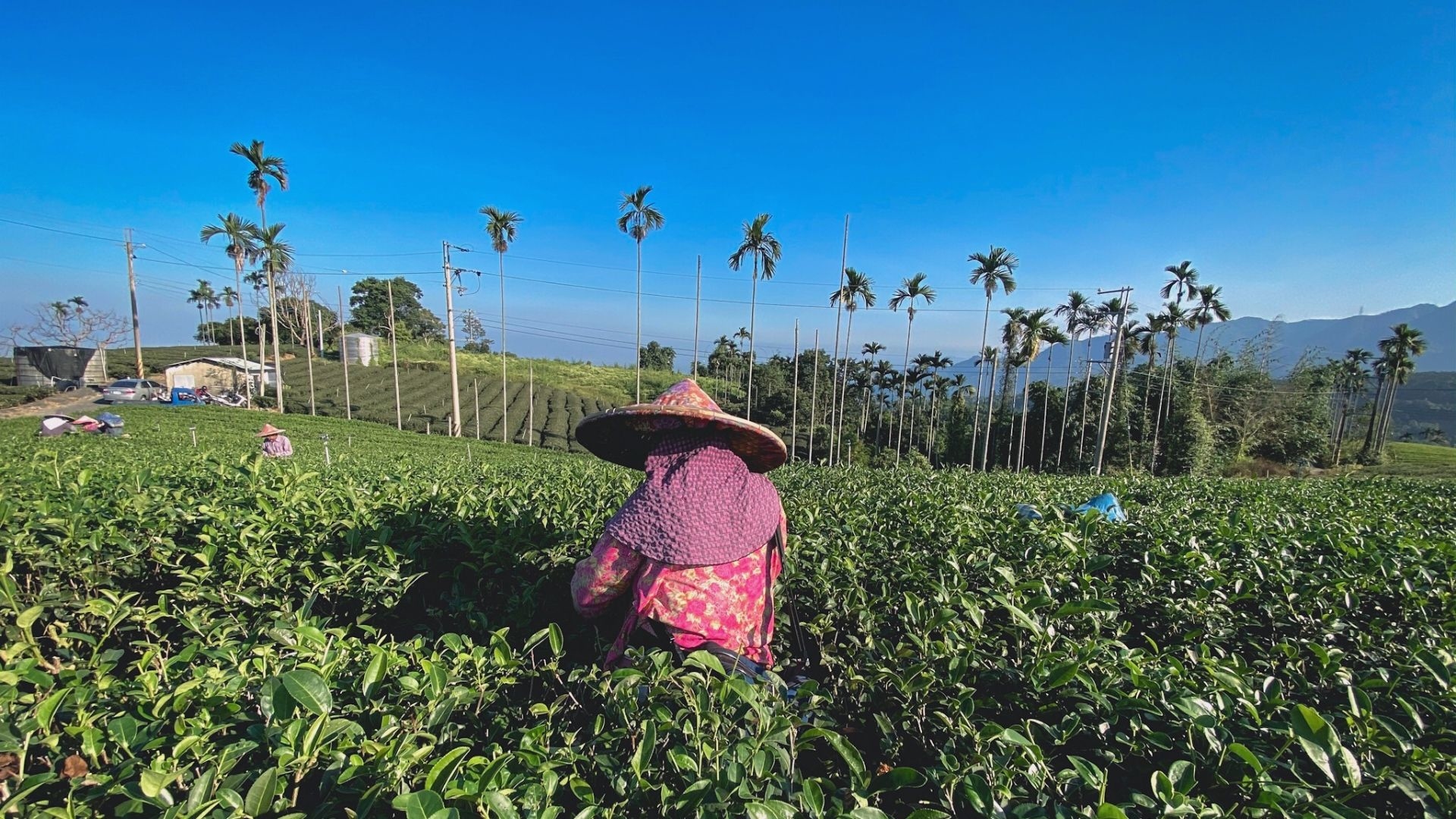 產地尋訪台灣產區