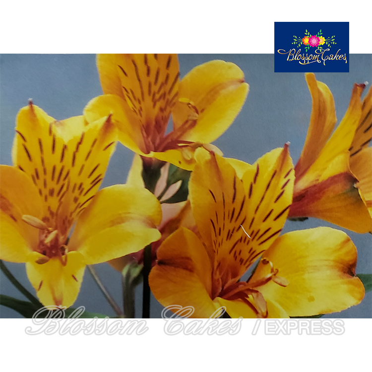 Alstroemeria Petal & Leaf Cutters, Set of 6