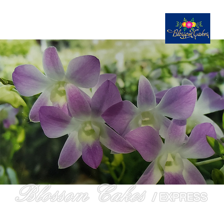 Dendrobium Petal Cutters, Set of 4