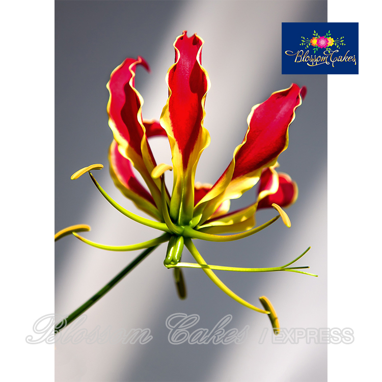 Climbing Lily Petal & Leaf Cutters, Set of 9