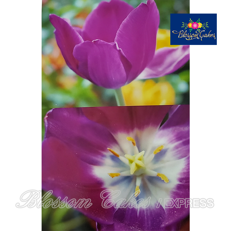 Tulip Petal & Leaf Cutters, Set of 9