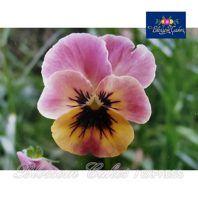 Pansy Petal & Leaf Cutters, Set of 6