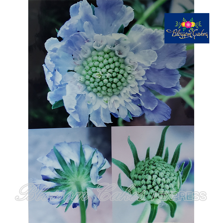 Scabiosa Petal Cutters, Set of 4