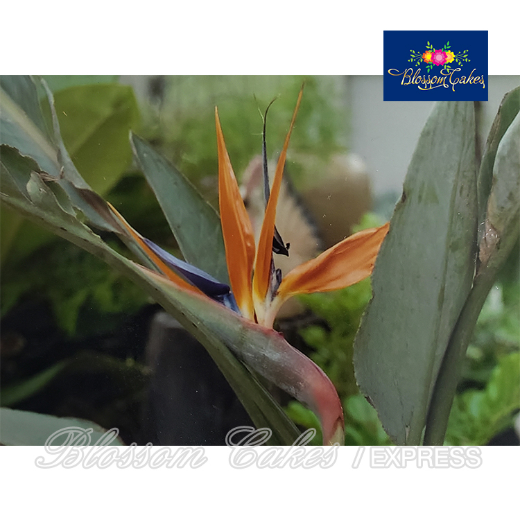 Bird of Paradise Petal Cutters, Set of 4