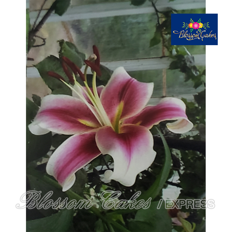 Lily Petal & Leaf Cutters Small, Set of 4