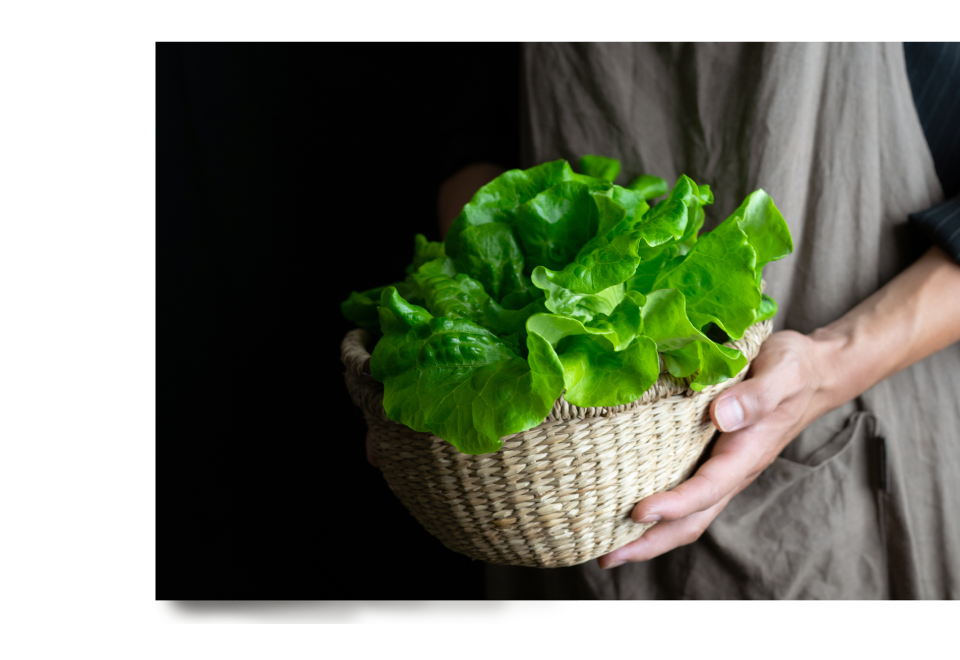 樂鮮良房-無毒水耕蔬菜