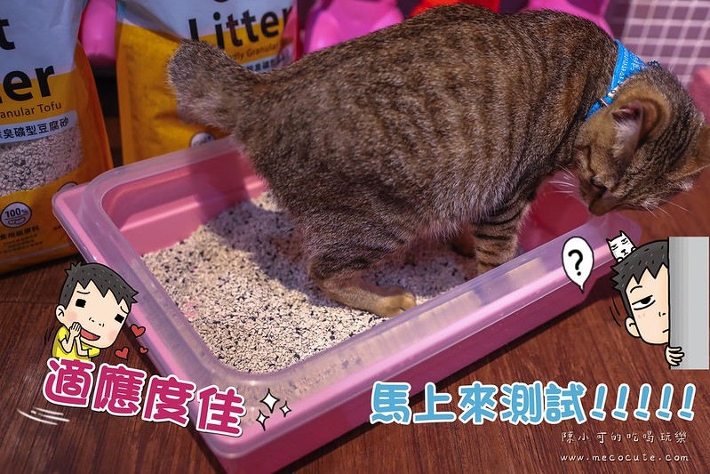 貓咪測試新的貓砂
