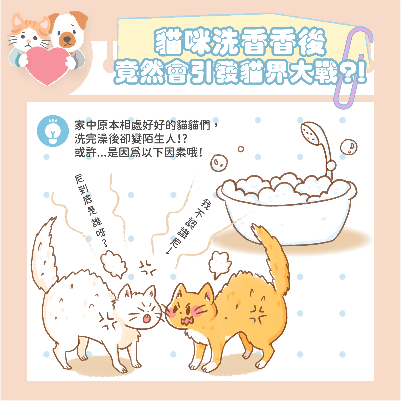 貓咪洗澡後，竟然引發貓界大戰啦！！