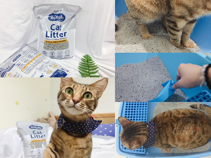 貓咪與礦砂使用介紹