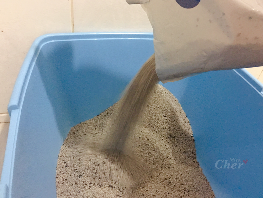 貓砂倒入砂盆