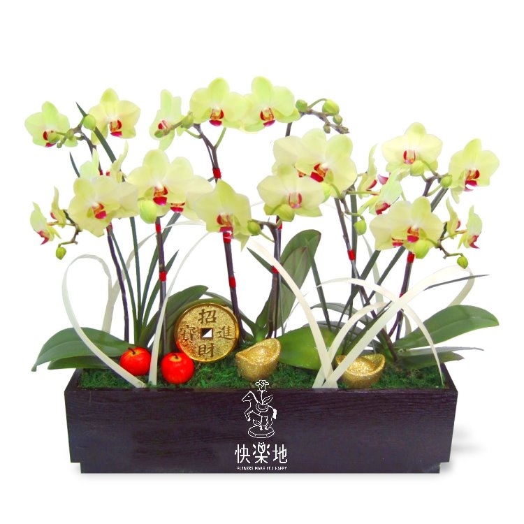 春光仙景 I 蘭花盆栽    OP200550