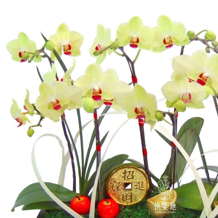 春光仙景 I 蘭花盆栽    OP200550