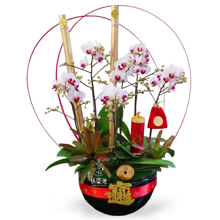 金讚旺來   OP200551