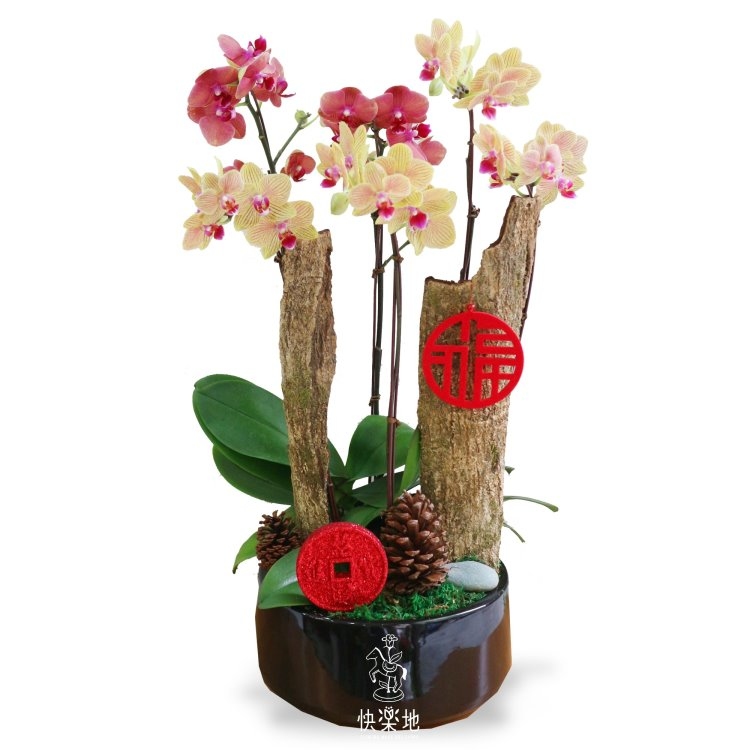 福氣臨門   OP200450