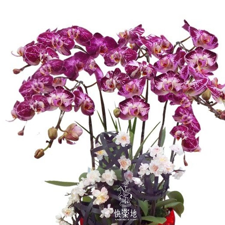 吉慶滿門   OP200851